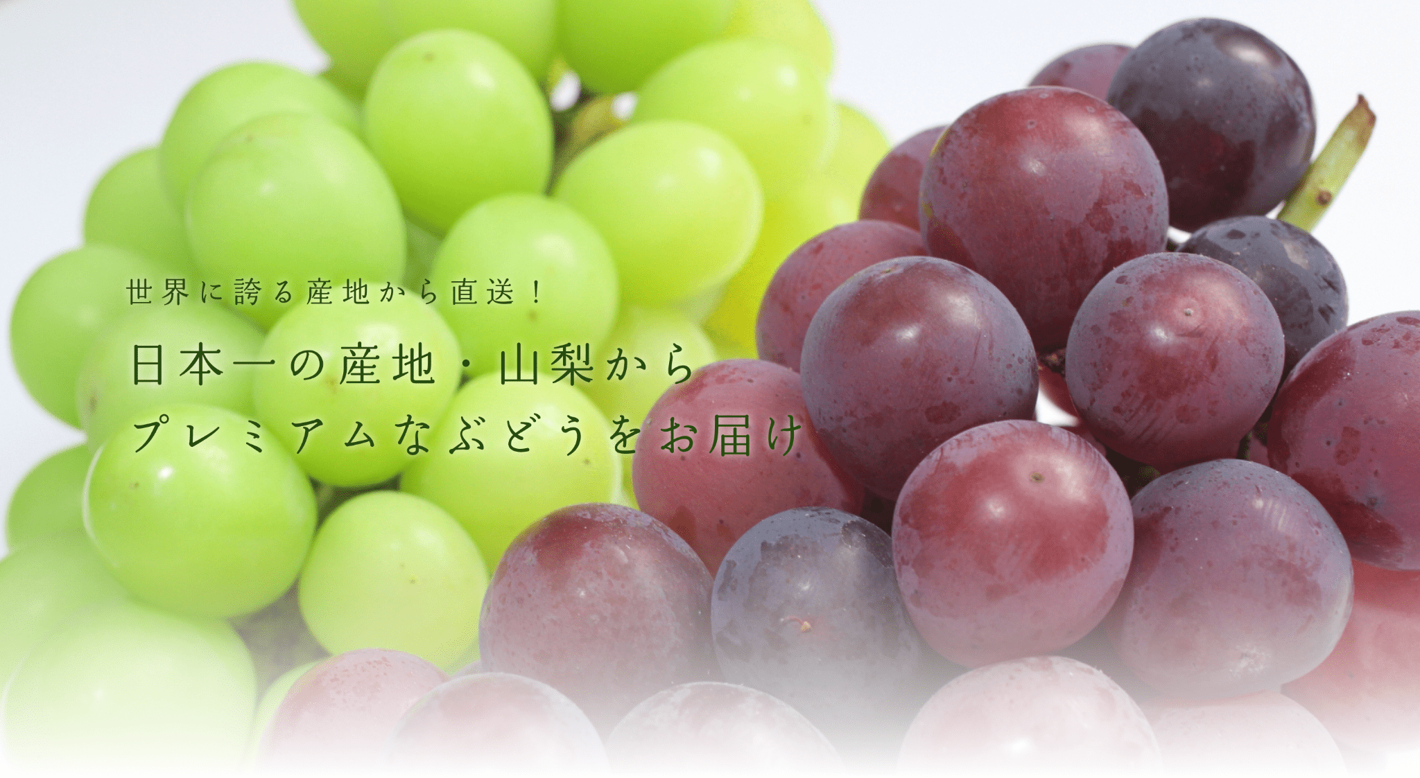 フルーツ山梨の葡萄